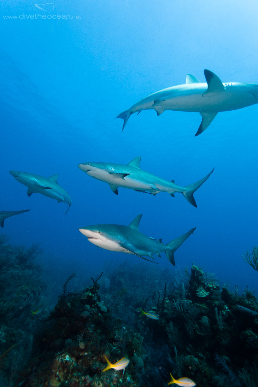 Caribbean Sharks (Carcharhinus perezii)