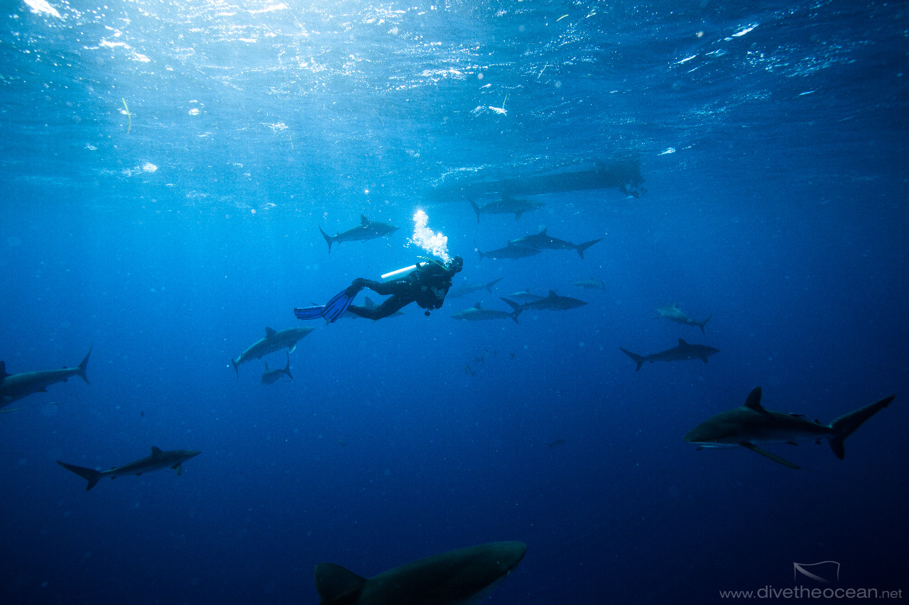 Diving with Silky Sharks