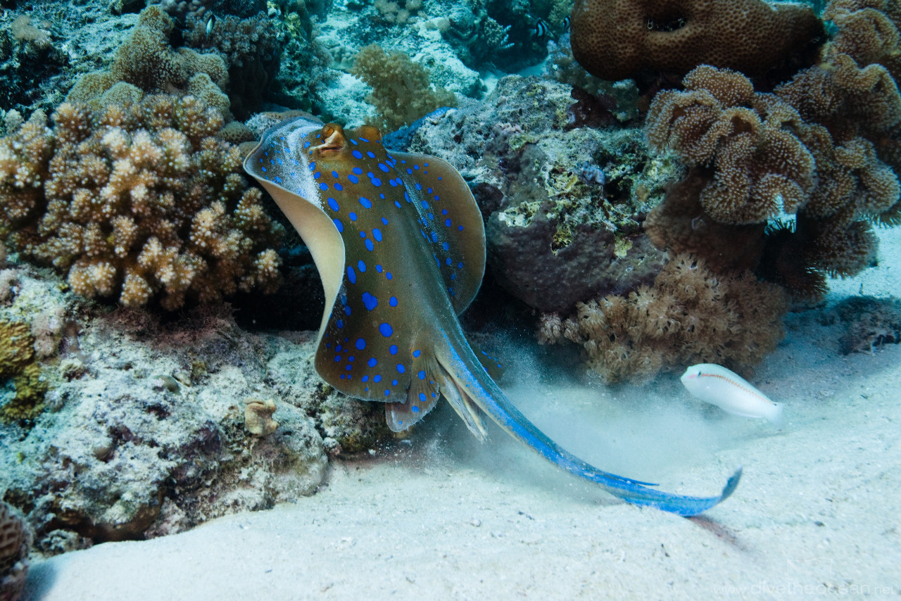 Bluespotted stingray (Taeniura lymma)