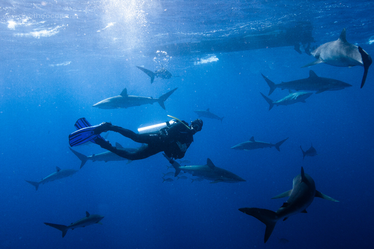 Diving with Silky Sharks