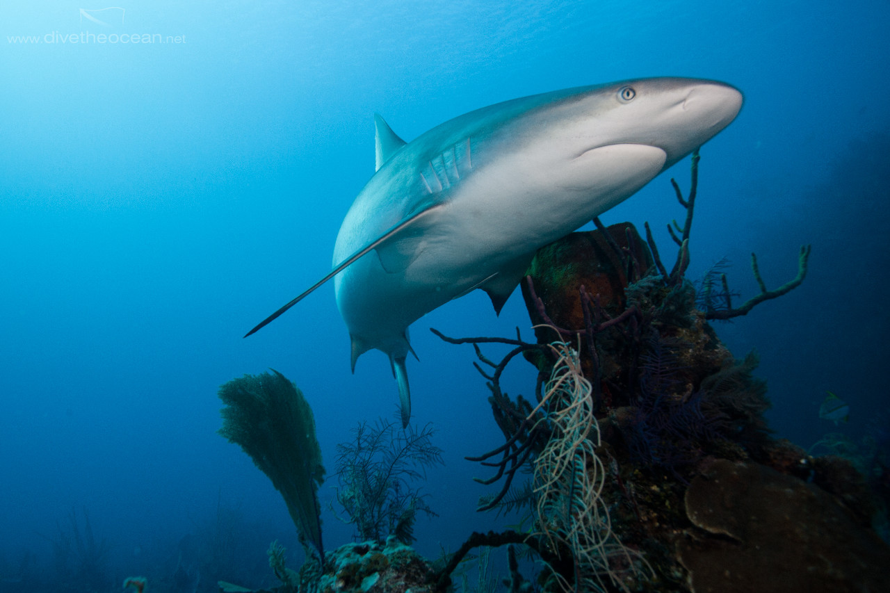 Caribbean Shark (Carcharhinus perezii)