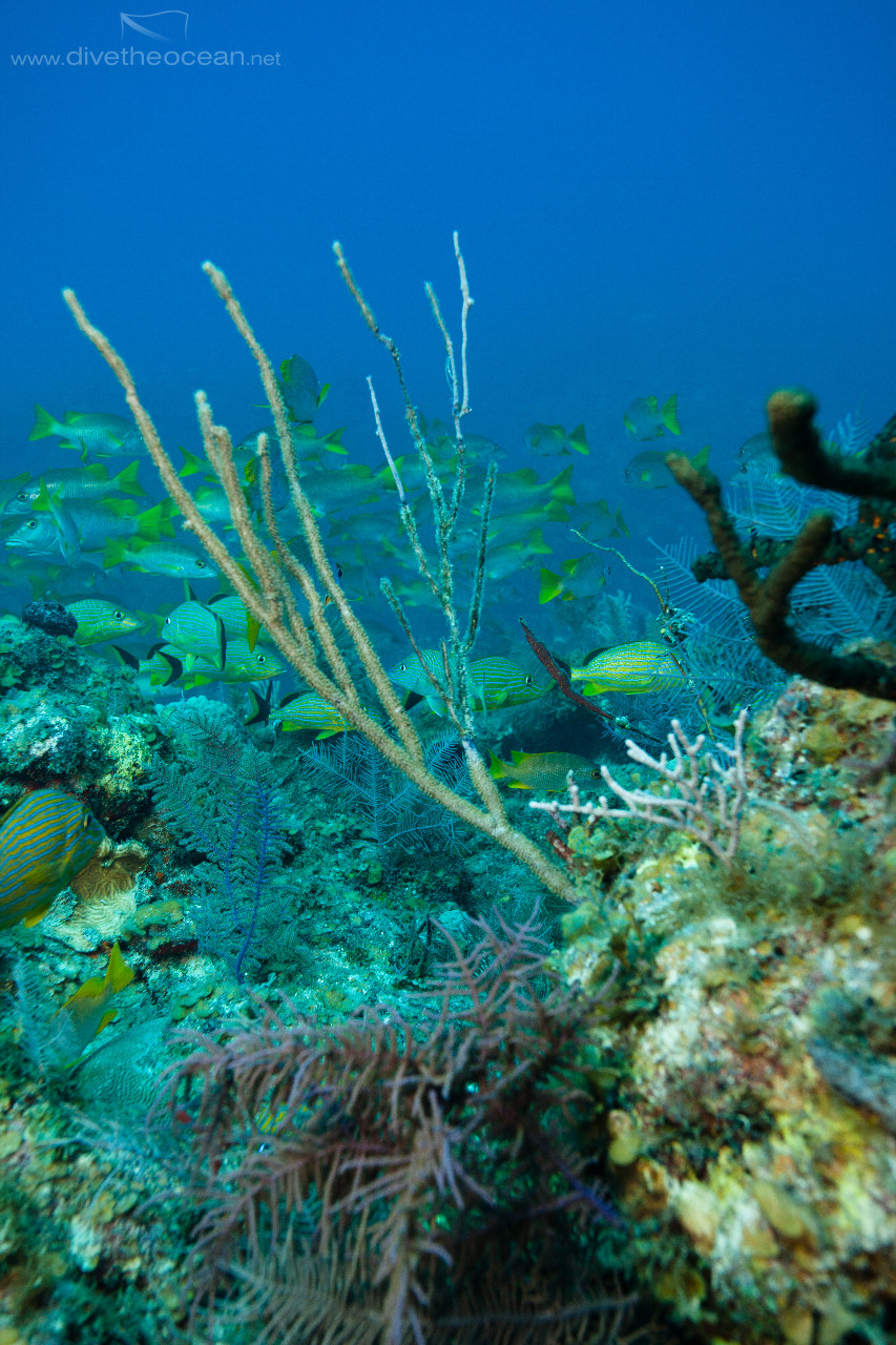 Caribbean reef