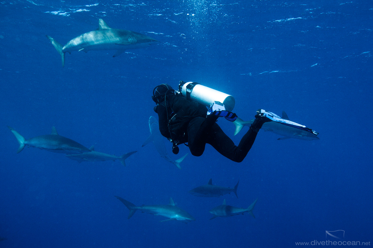 Observing Silky Sharks