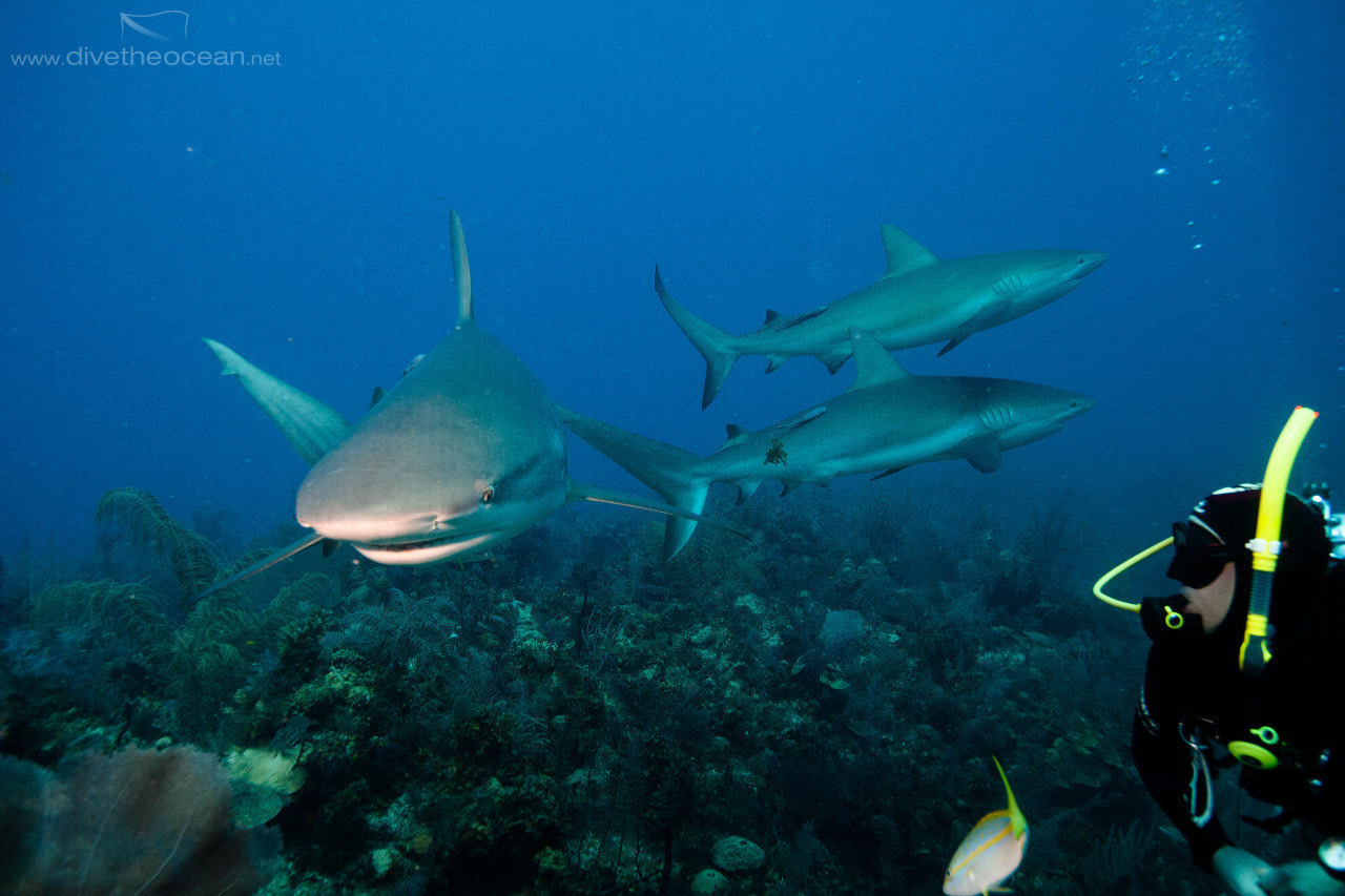 Diving with Caribbeann Sharks