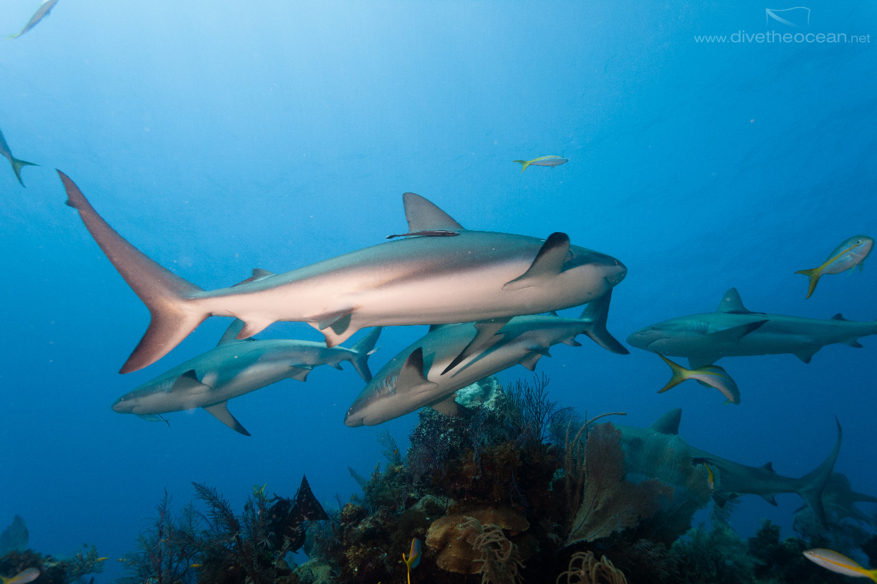 Caribbean Sharks (Carcharhinus perezii)