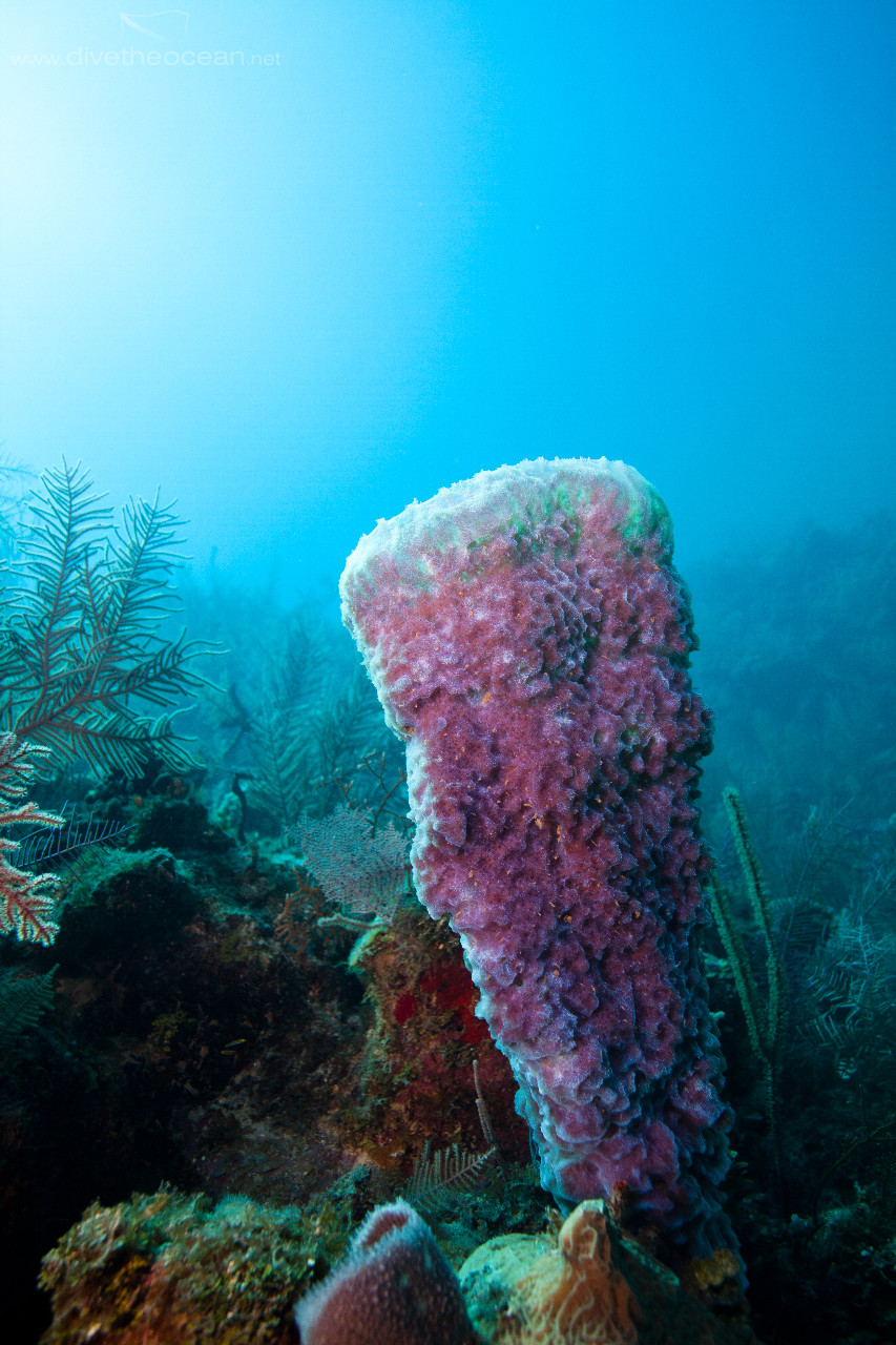 Caribbean coral reef