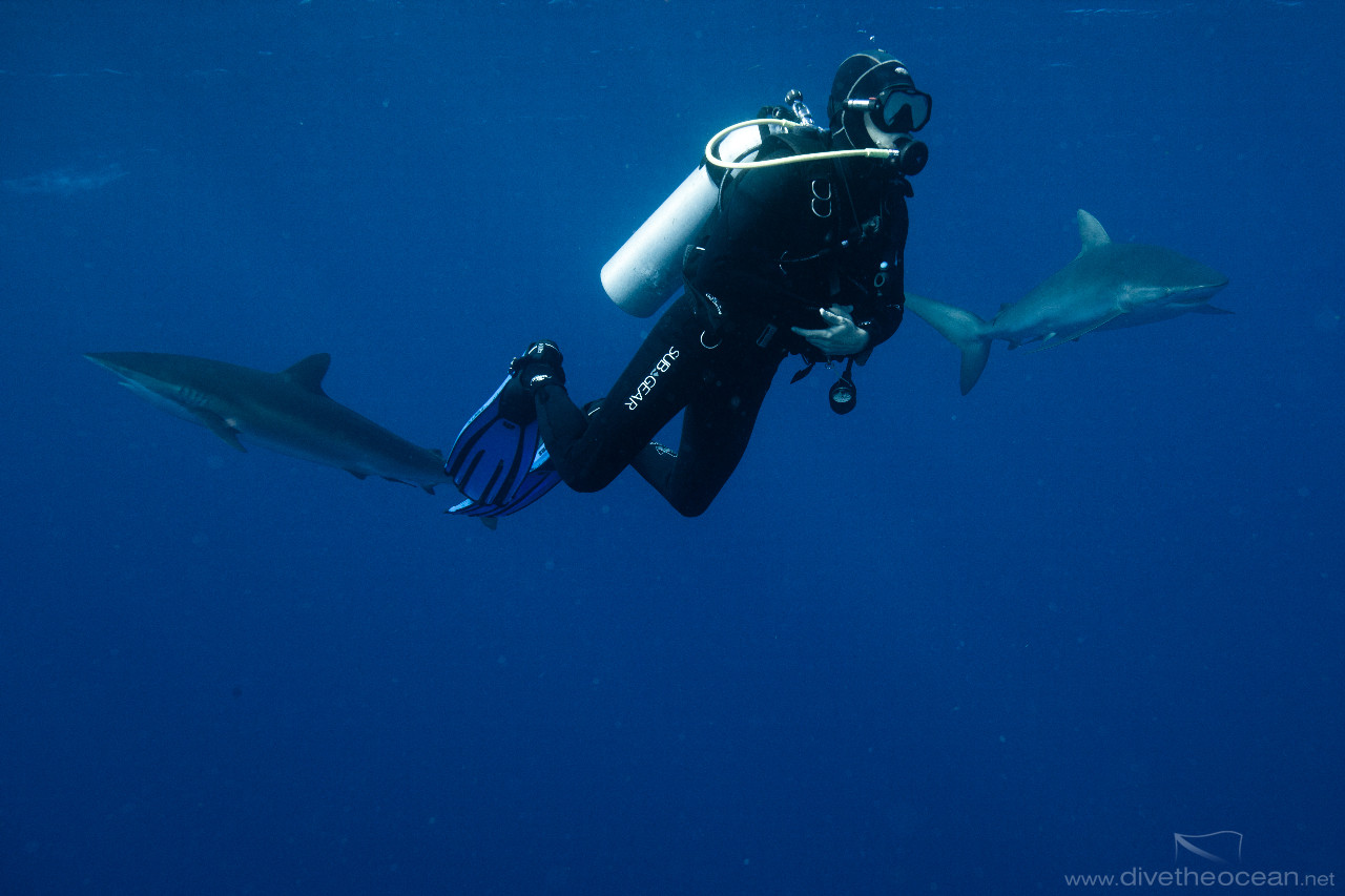 Diving with Silky Sharks