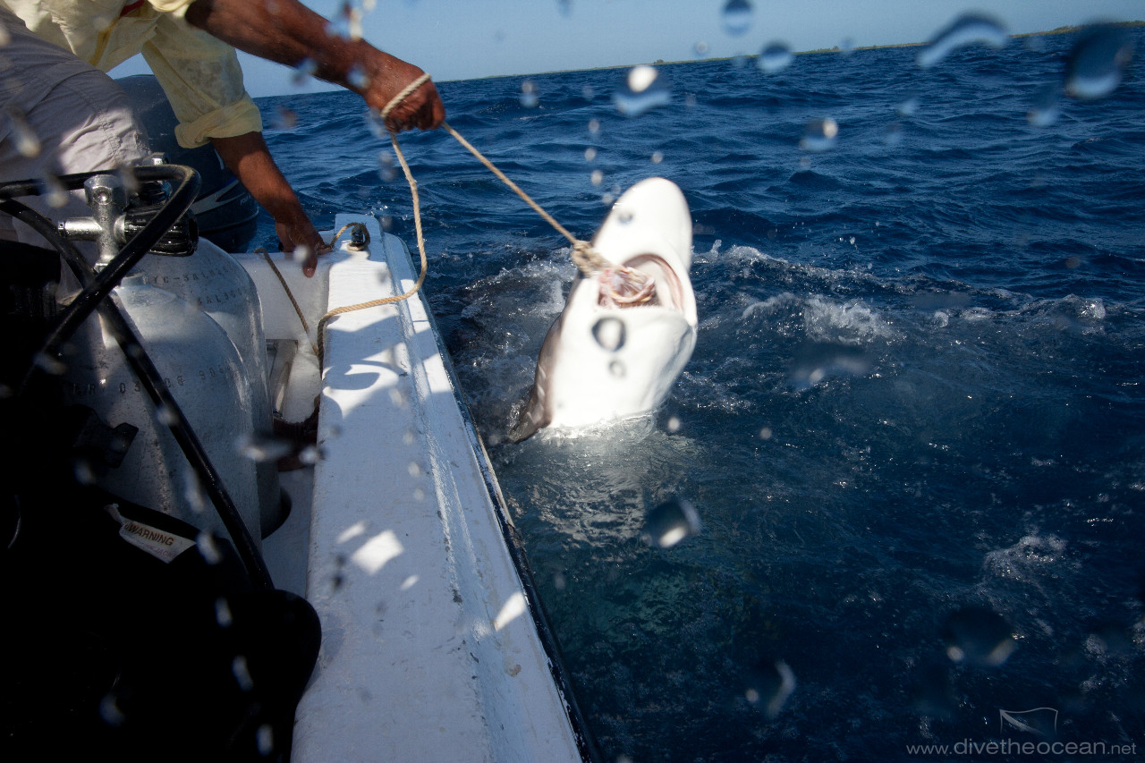 feeding Silky Sharks of th boat