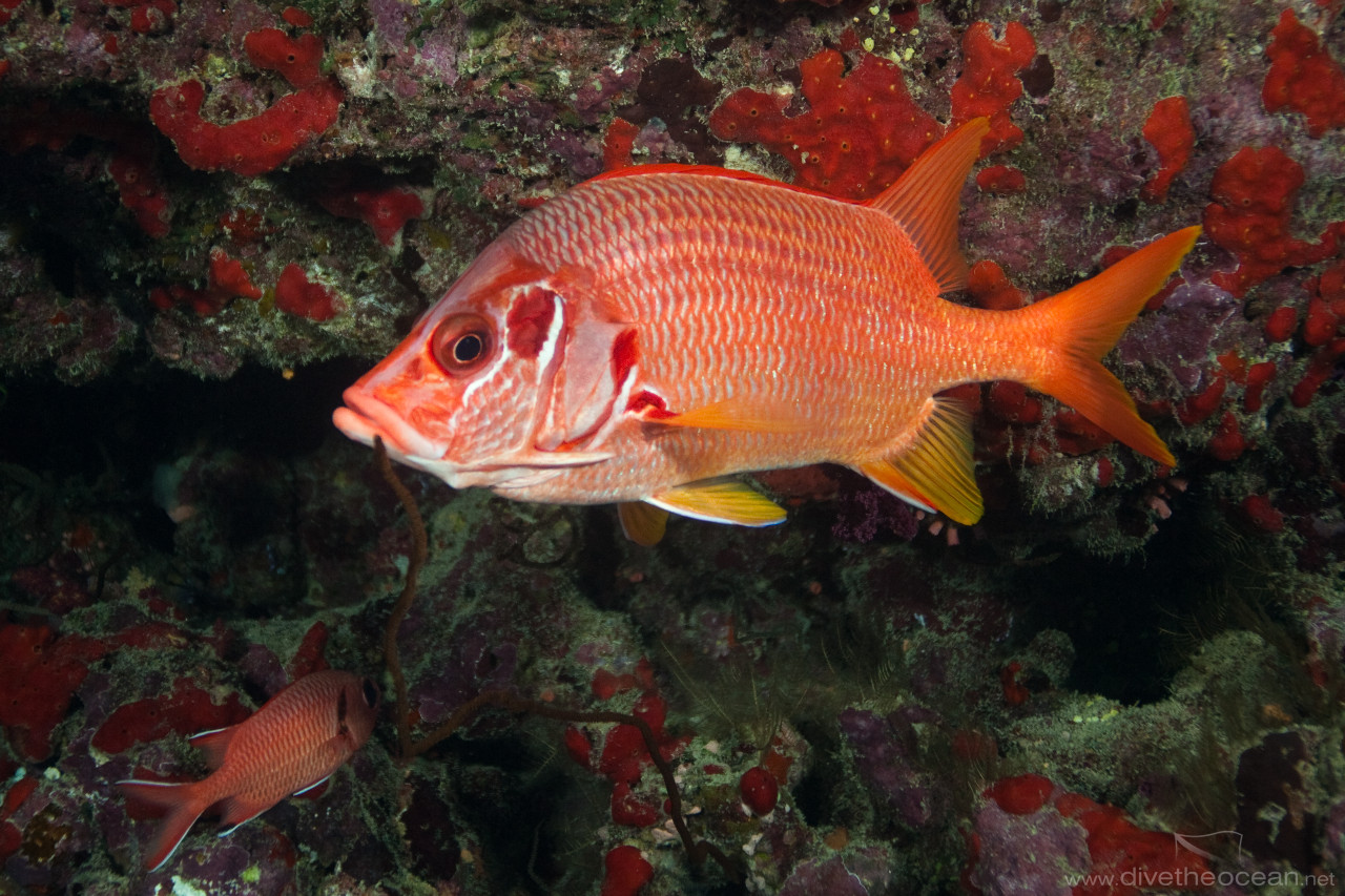 Giant squirrelfish (Sargocentron spiniferum)