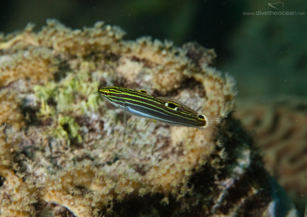 Hector's goby (Amblygobius hectori)