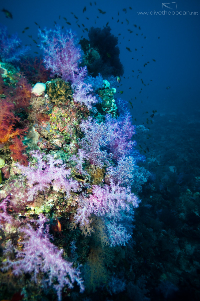 Sudan soft coral garden