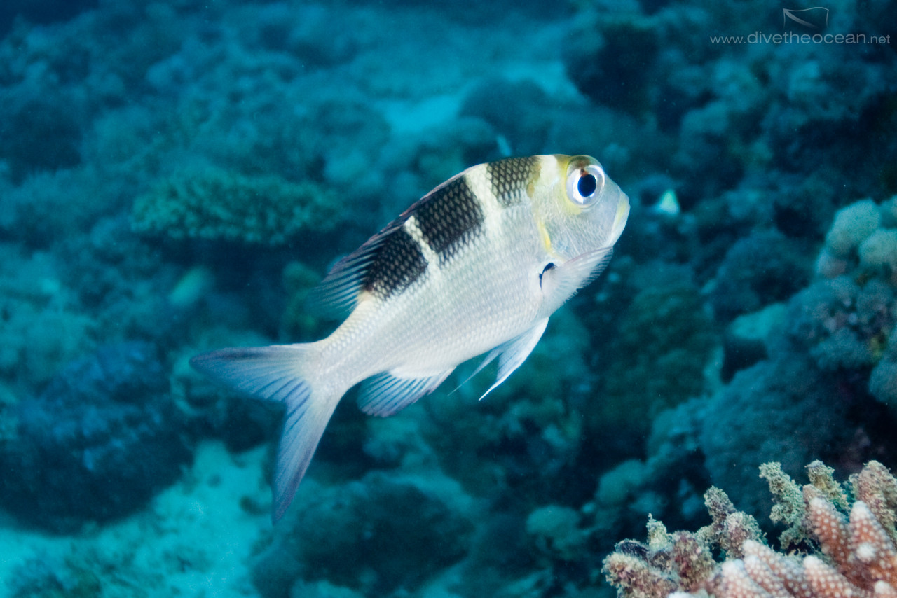 Bigeye emperor (Monotaxis grandoculis)