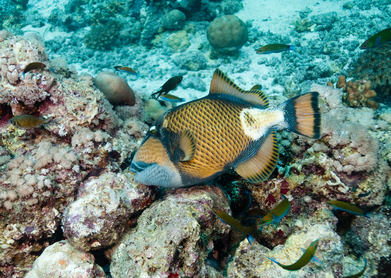 Titan Triggerfish (Balistoides viridescens)