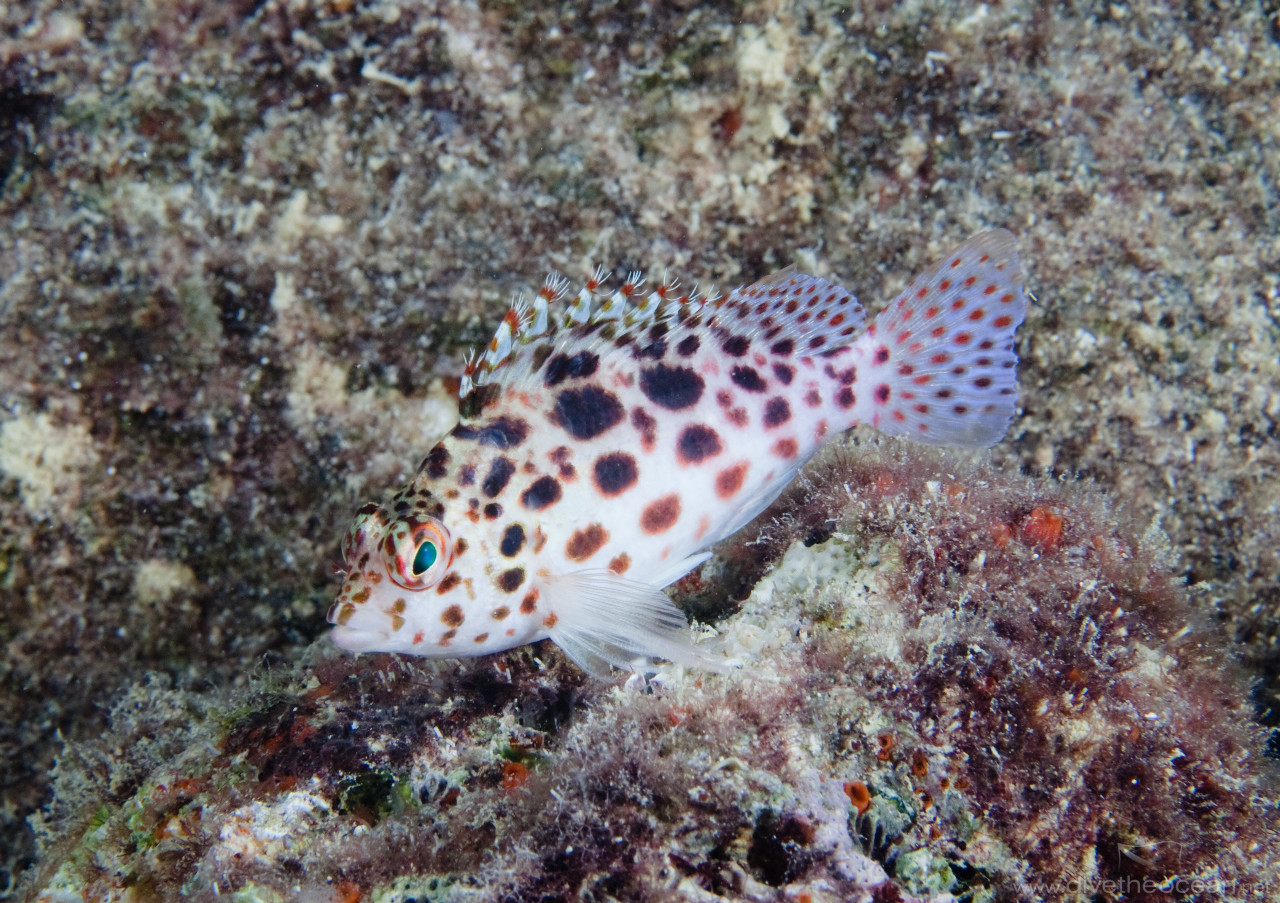 Spotted hawkfish (Cirrhitichthys oxycephalus)