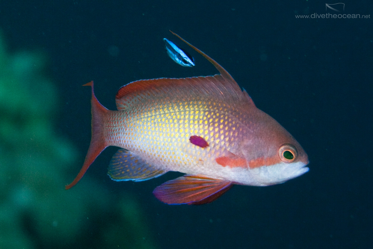 Jewel fairy basslet (Pseudanthias squamipinnis)  