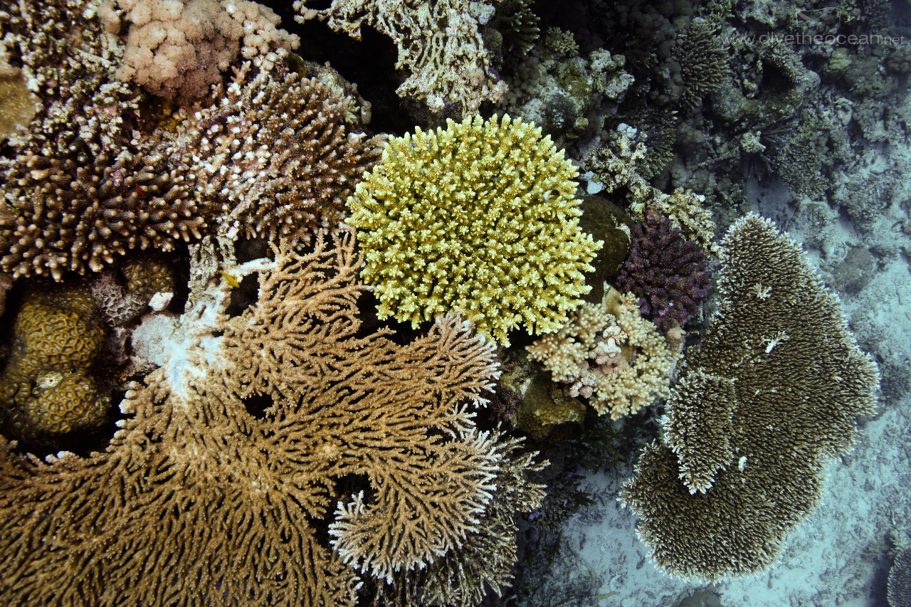 Acropora pulchra (Acropora pulchra) & other hard coral garden