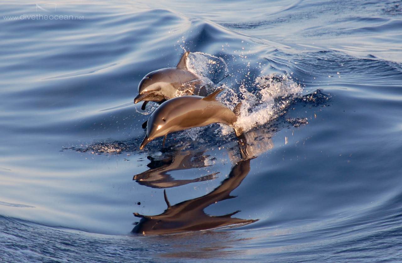 Dolphins