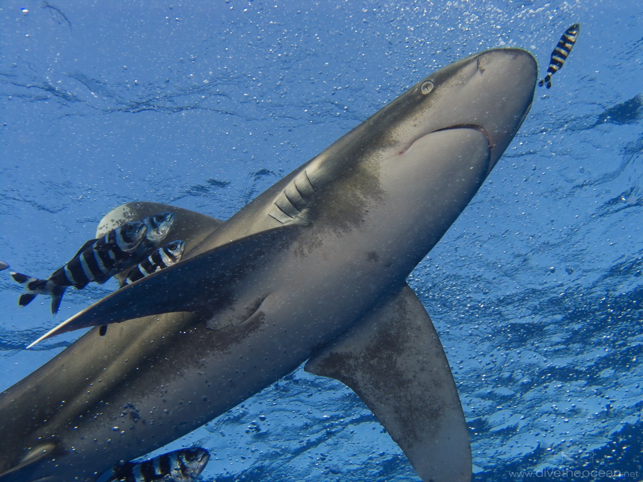 Oceanic white tip shark (Carcharhinus longimanus)