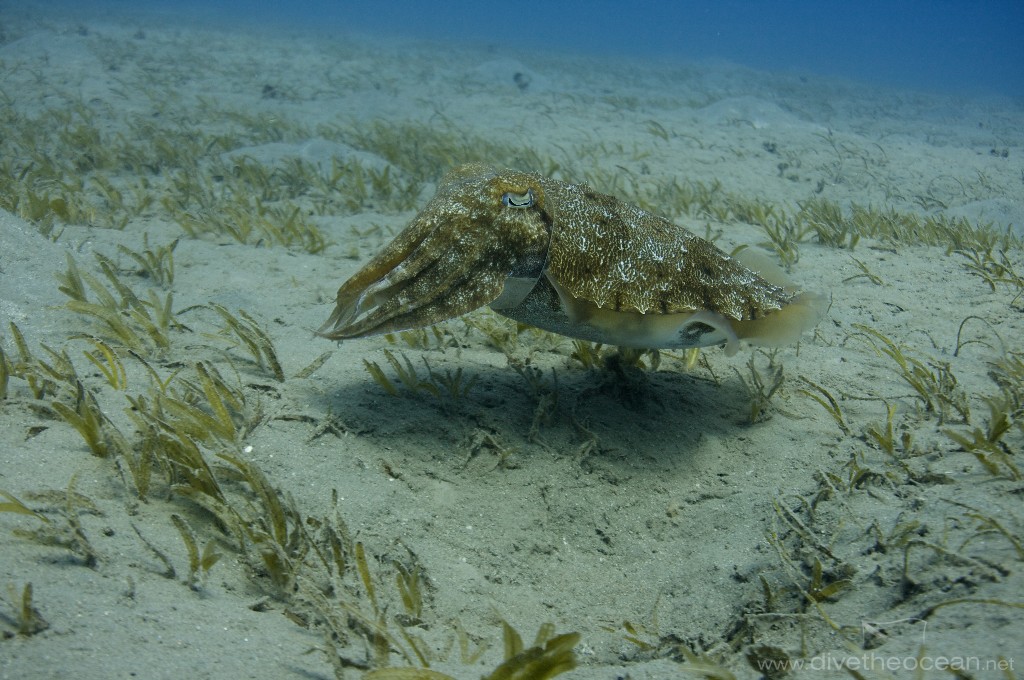 Hooded cuttlefish (Sepia prashadi)