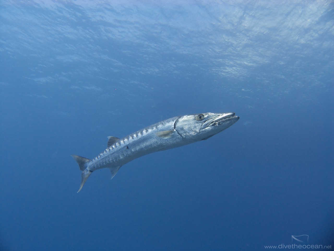 Great barracuda (Sphyraena barracuda)