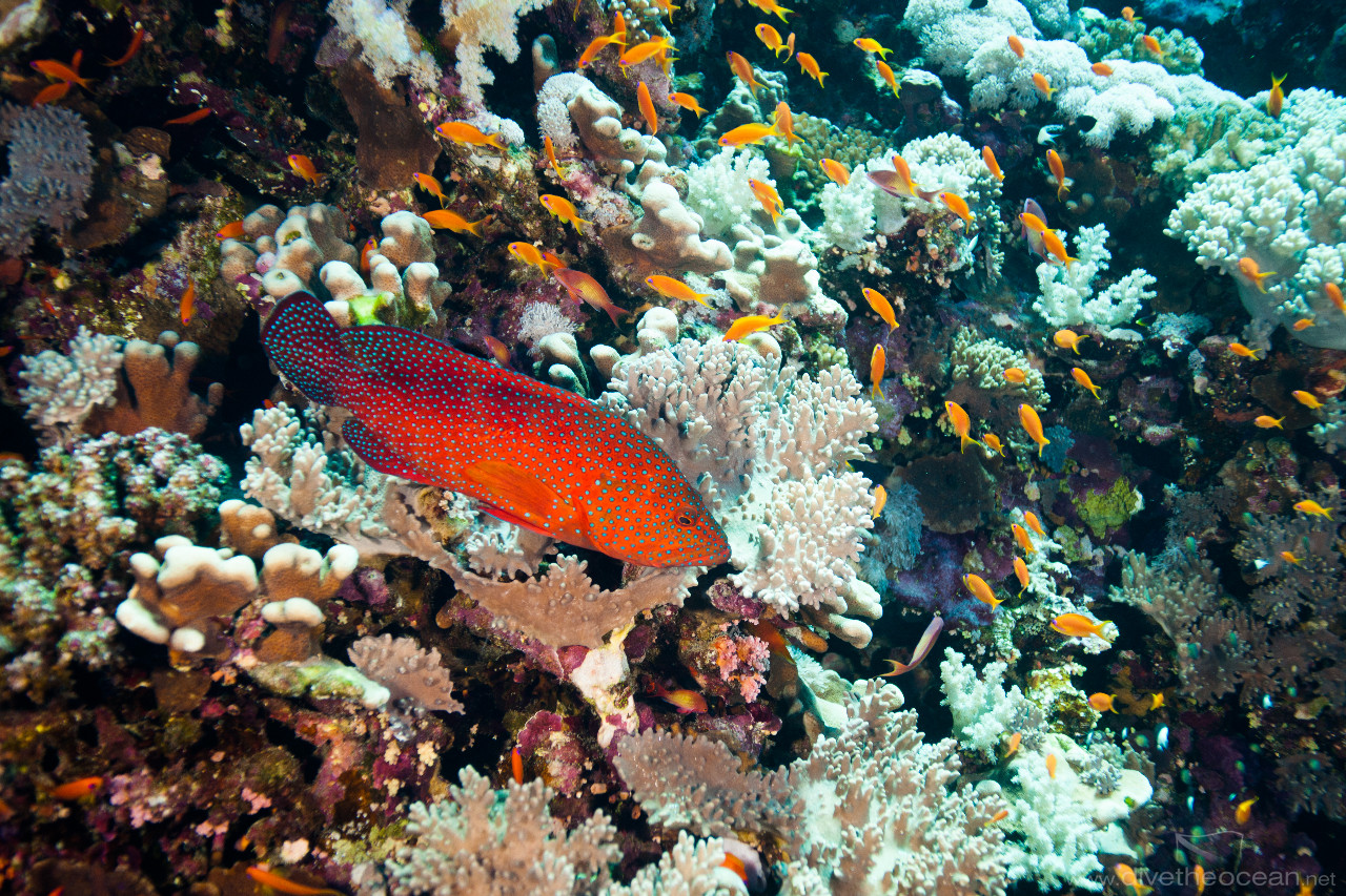 Coral Grouper