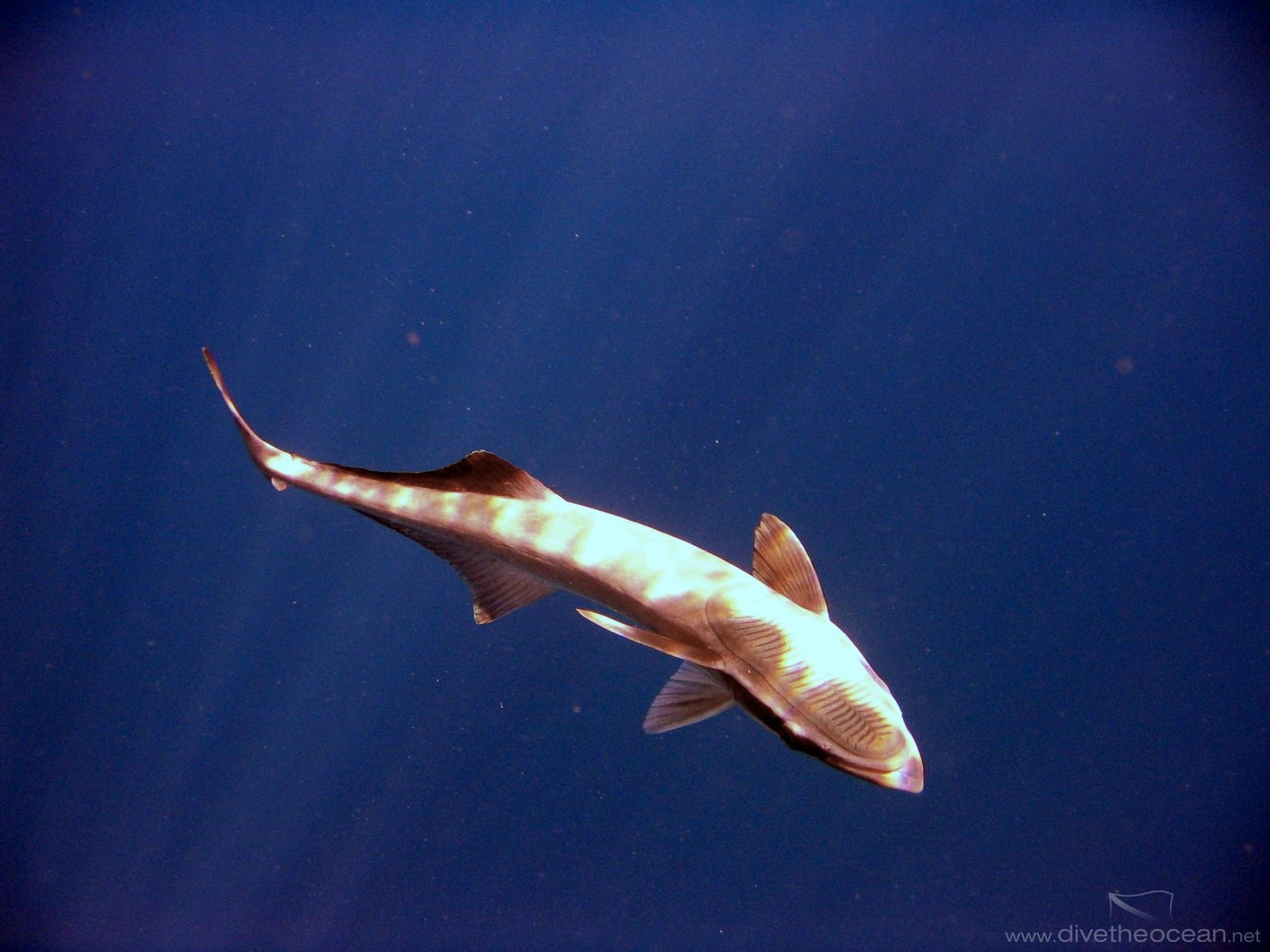 Sharksucker (Echeneis naucrates)