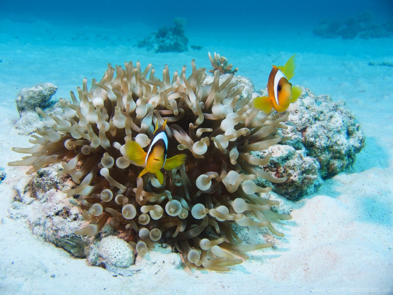 Red Sea anemonfish (Amphiprion bicinctus)