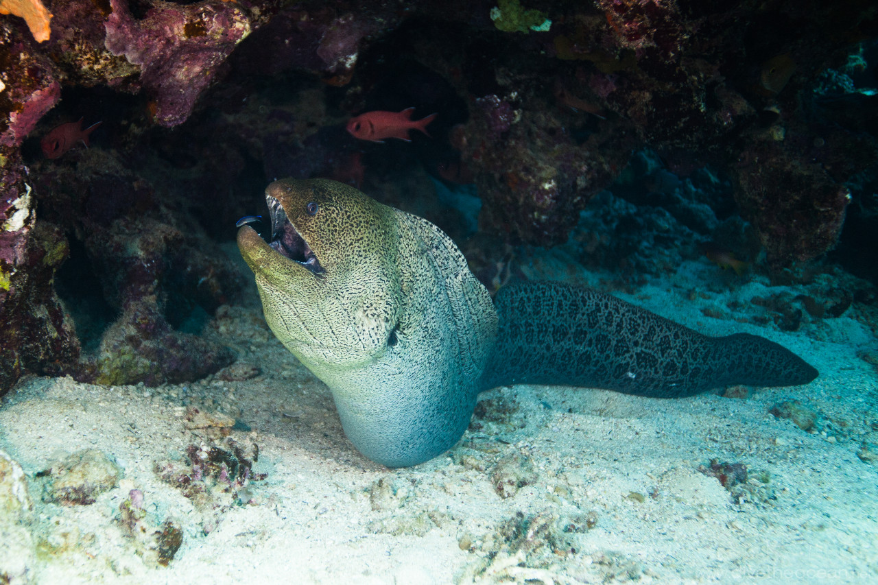 Giant moray