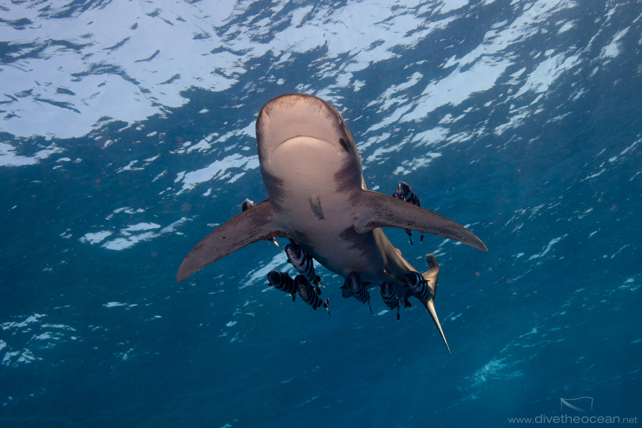 Oceanic White Tip Shark