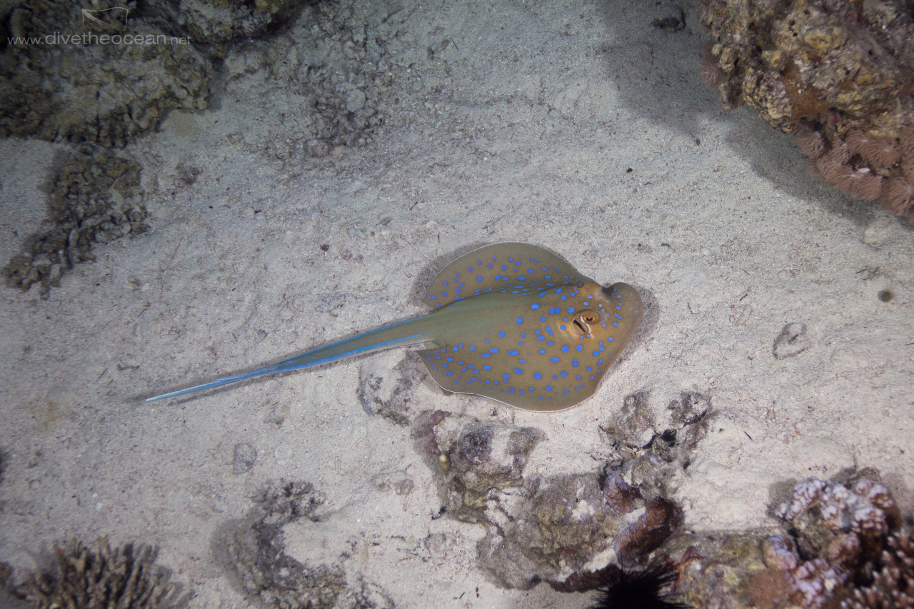 Bluespoted stingray