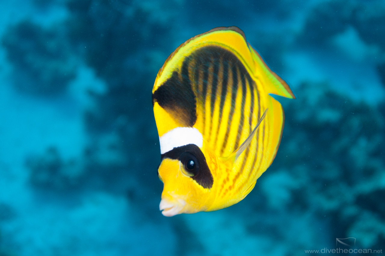 Stripped butterflyfish