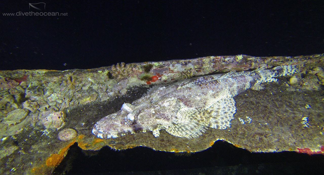 Crocodile Fish