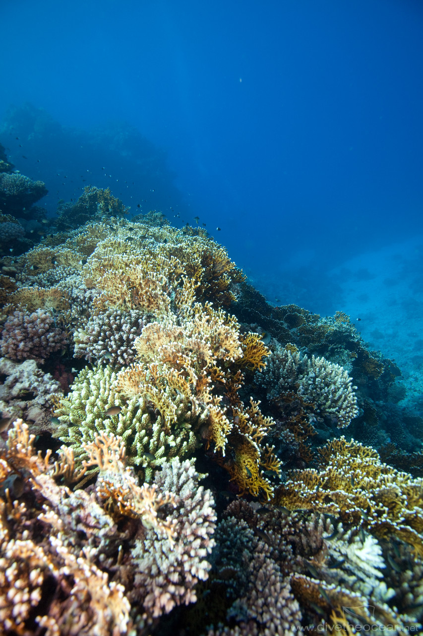 Large coral gardens