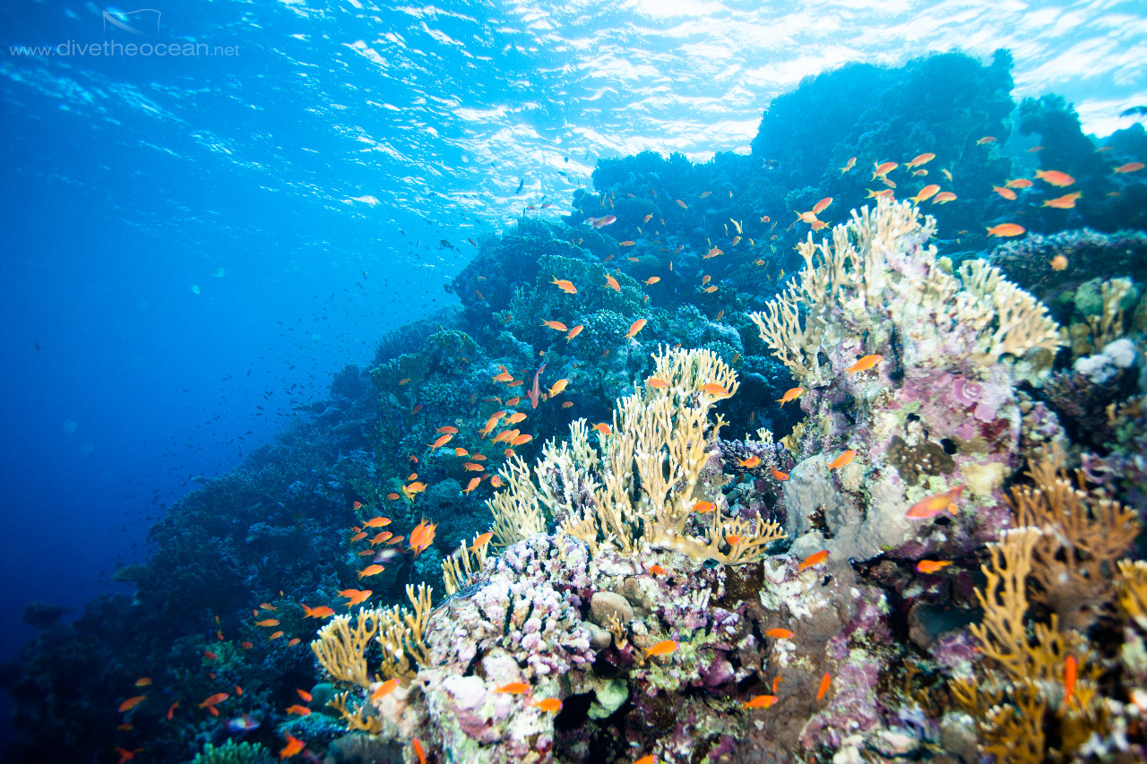 Ras Mohammed Reef Colours