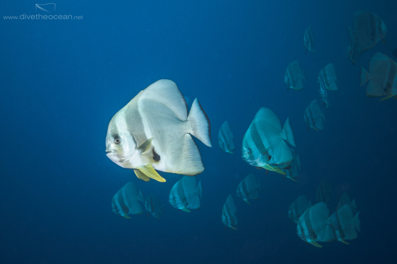 Circular batfish (Platax orbicularis)