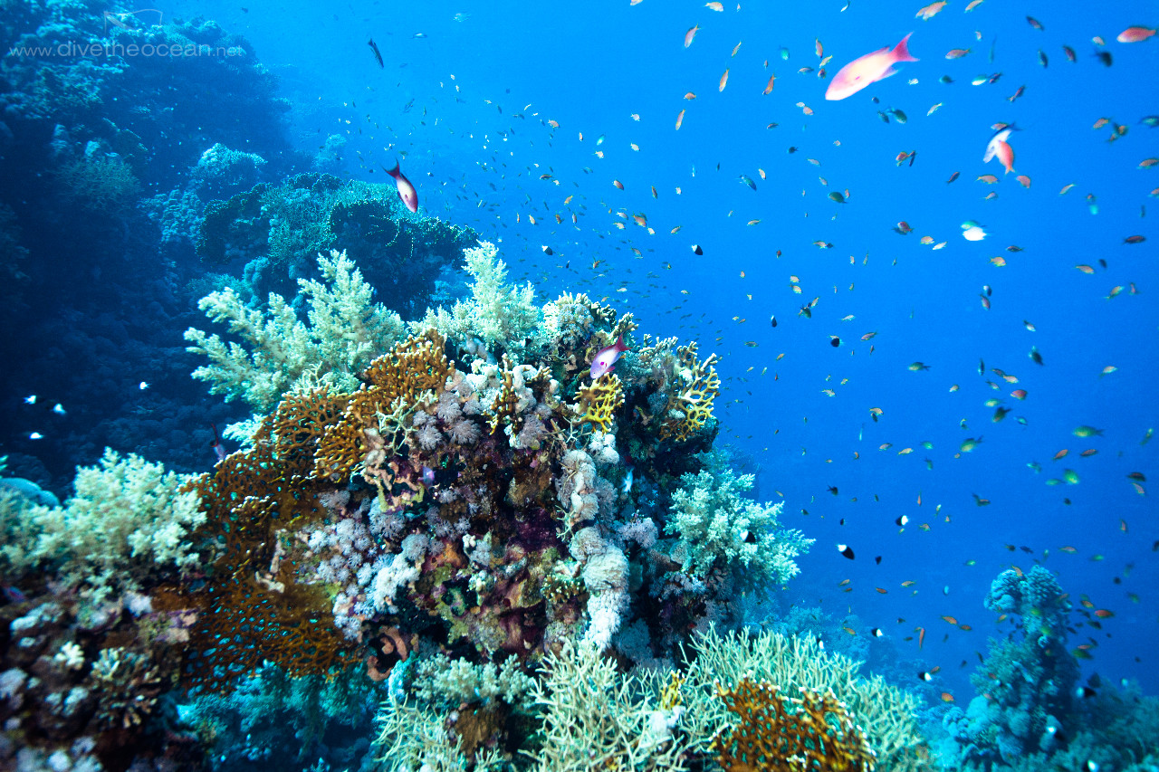 Ras Mohammed Reef Colours