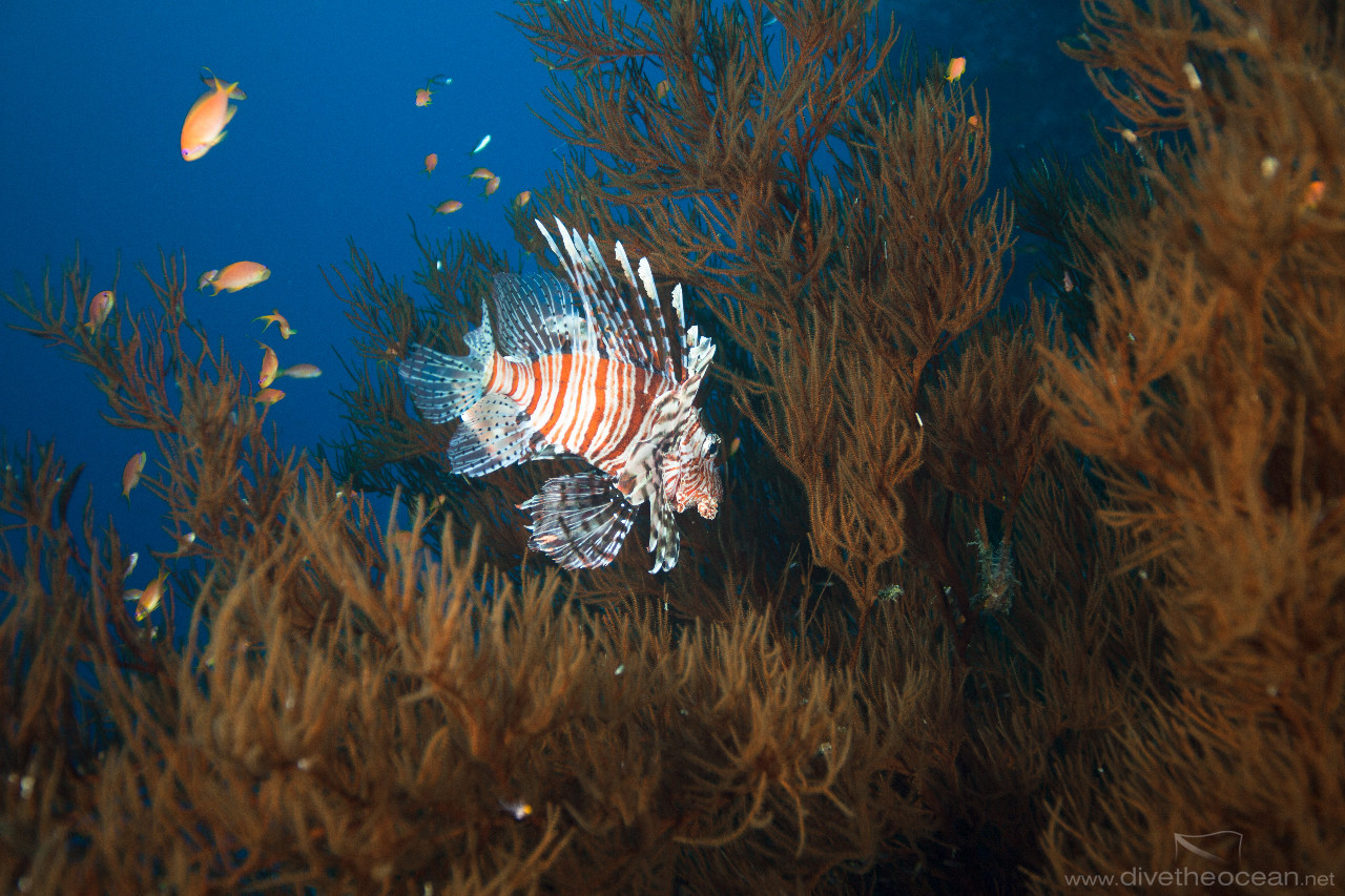 Lionfish in tree