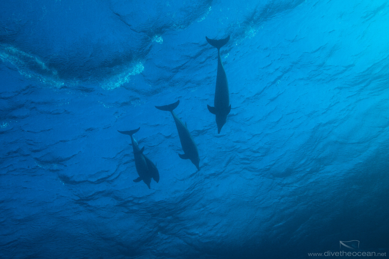 Dolphins in waves