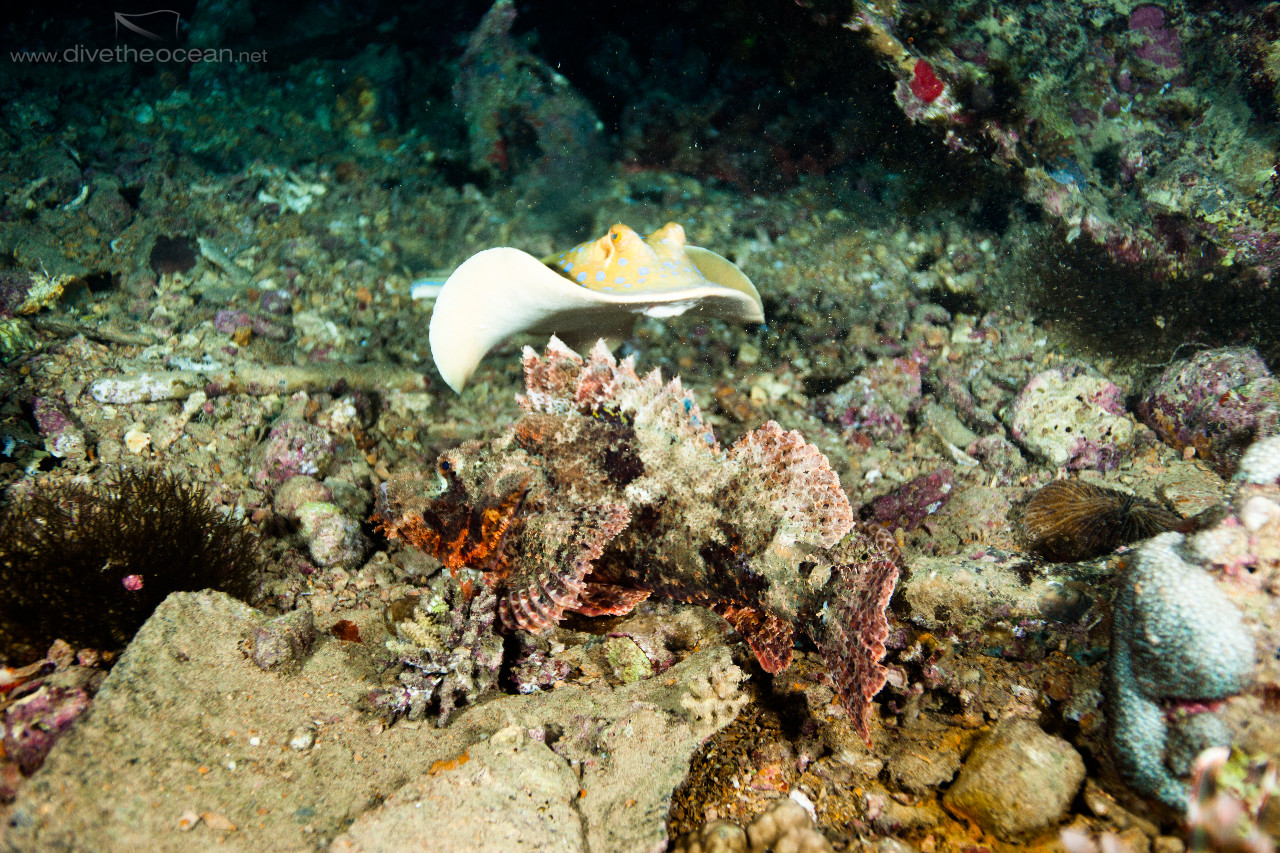 Scorpionfish & Stingray on Thistle wreck