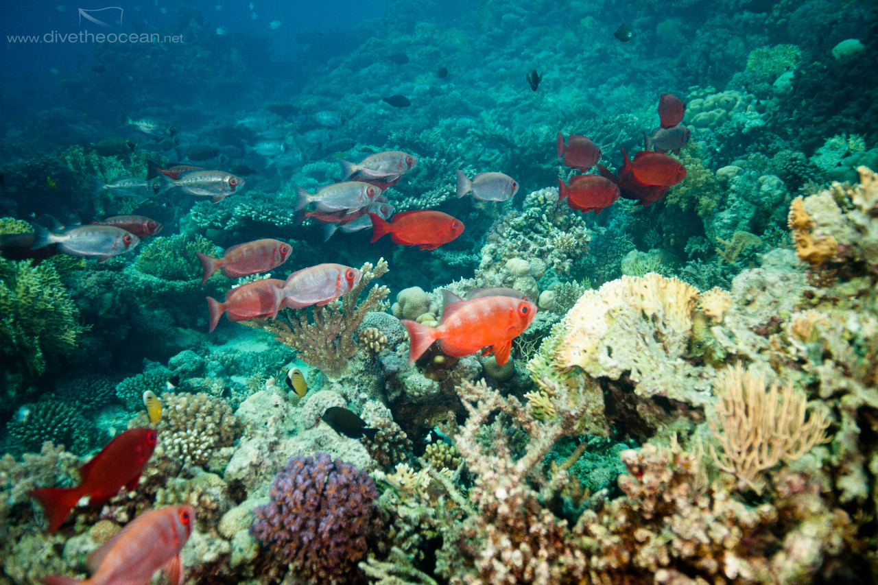 Common bigeye (Priacanthus hamrur) school