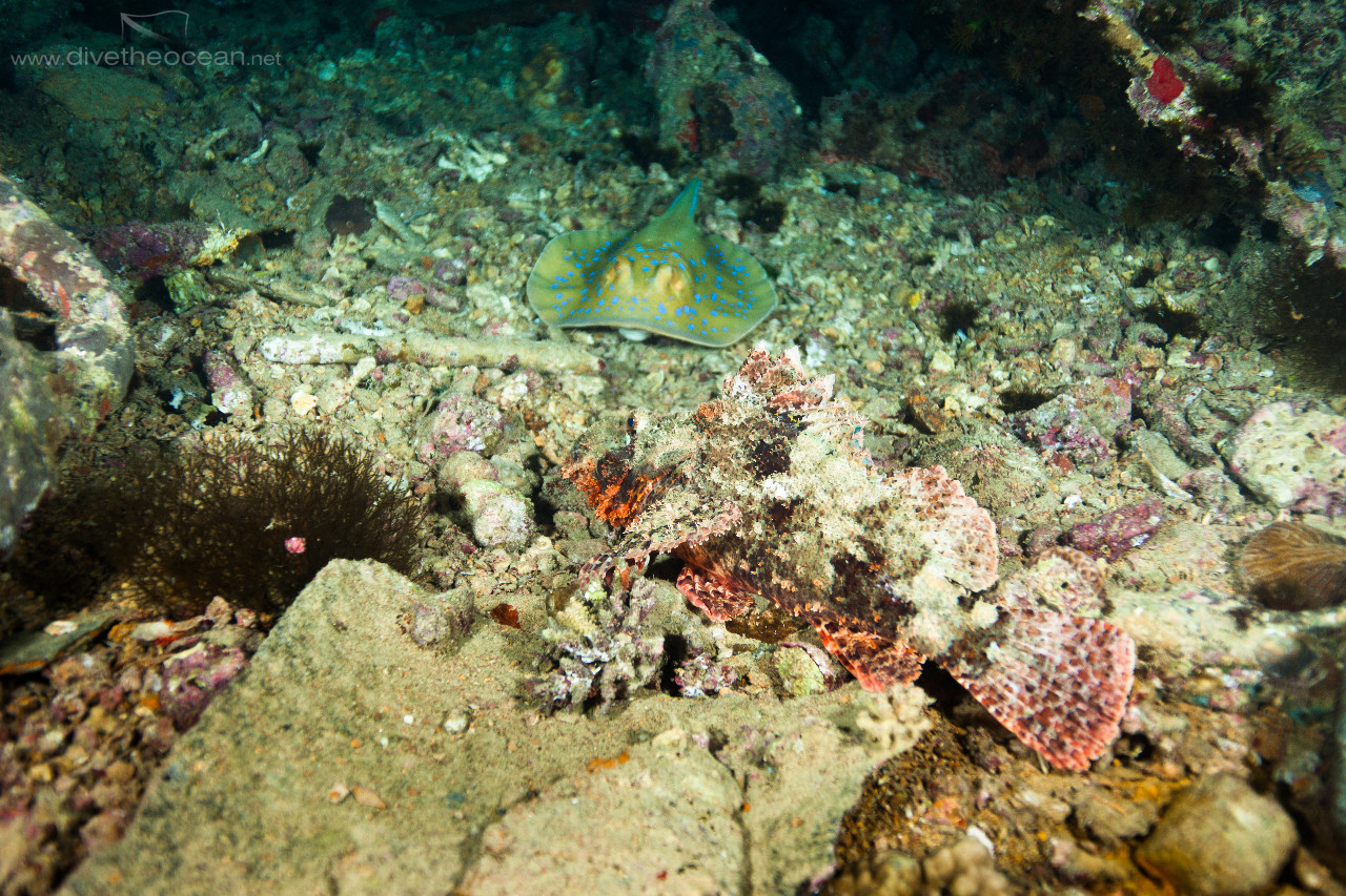 Scorpionfish & Stingray on Thistle wreck