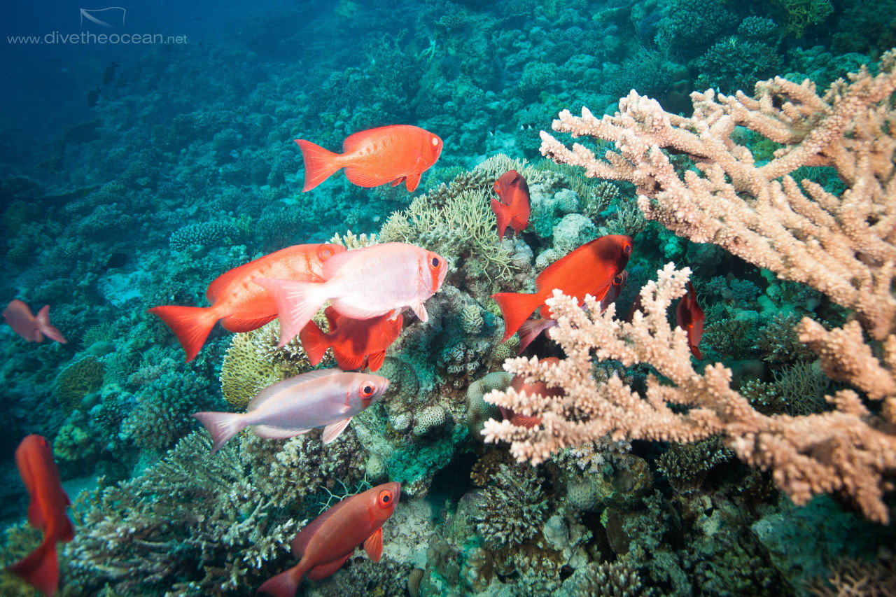 Common bigeye (Priacanthus hamrur) school