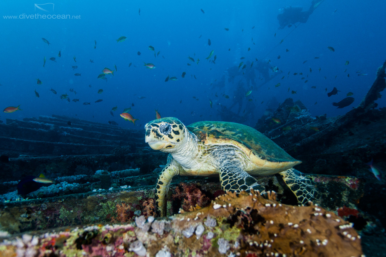 Hawksbill sea turtle  on SS Thistlegorm