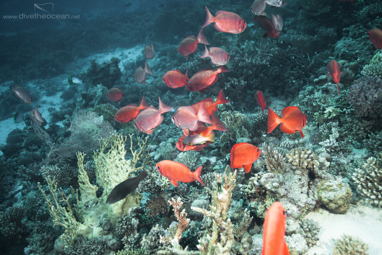 Common bigeye (Priacanthus hamrur) school