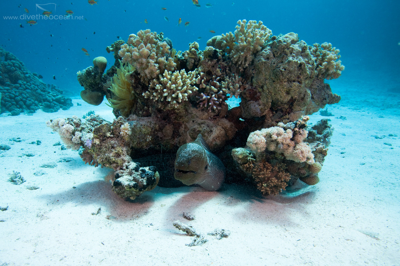 Giant Moray (Gymnothorax javanicus) in the night