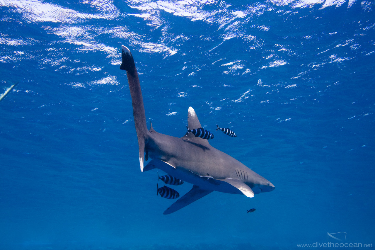 Oceanic white tip shark (Carcharhinus longimanus)