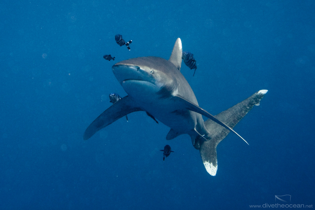 Oceanic white tip shark (Carcharhinus longimanus)