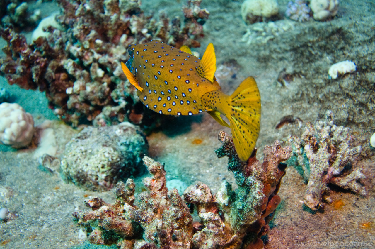 Yellow boxfish (Ostracion cubicus)