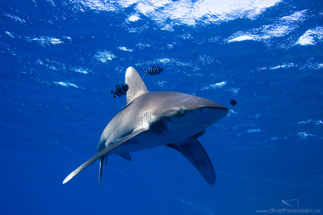 Oceanic white tip shark (Carcharhinus longimanus)