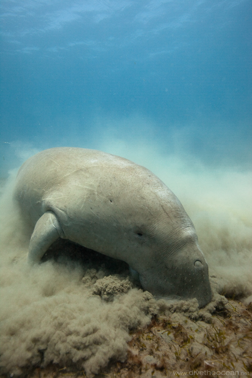 Dugong (Dugong dugon)